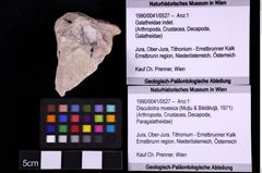 Foto (Objekt + Etiketten) von Discutiolira moesica (Muţiu & Bădăluţă, 1971) (NHMW-GEO-1990-0041-0527)